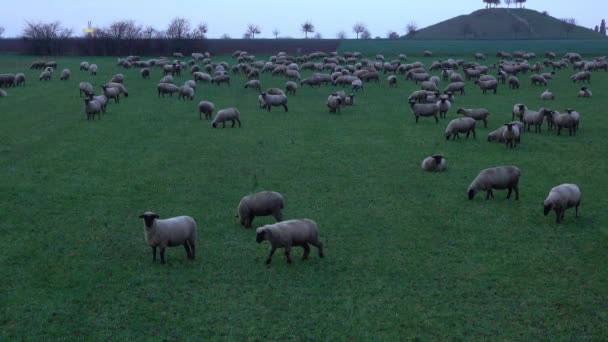 在汉诺威城市郊区的草地上, 一群羔羊被放牧. — 图库视频影像
