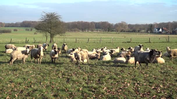 La manada de corderos es pastada en un prado en el suburbio de la ciudad de Hannover . — Vídeos de Stock