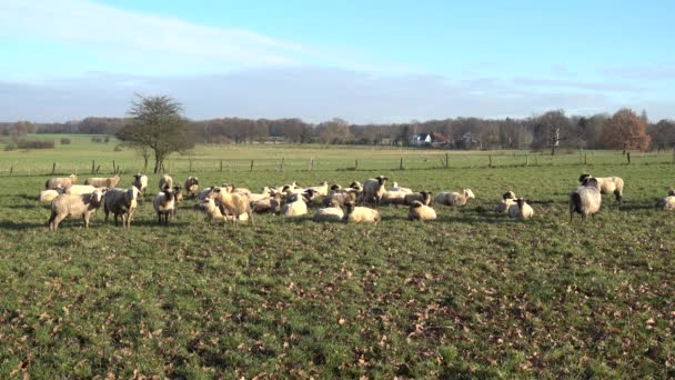 Stado owiec jest wypasanych na łące, na przedmieściach miasta Hanower. — Wideo stockowe