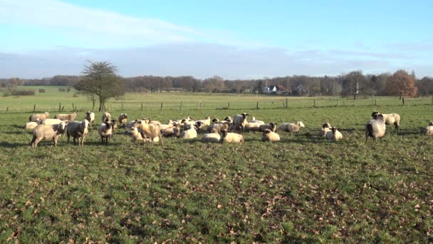 Het beslag van lammeren is geweid op een weide op de buitenwijk van de stad Hannover. — Stockvideo