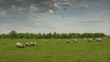 Hanover eteklerinde koyun otlatma sürüsü