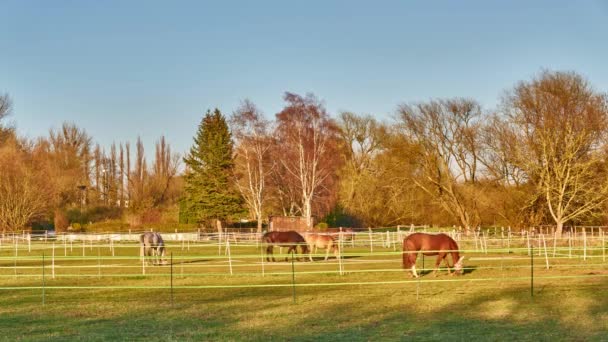 Belos cavalos pastando em um prado verde na Alemanha. Prazo de validade — Vídeo de Stock