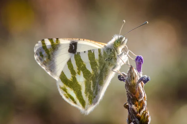 Белая Зеленая Бабочка Цветке Лаванды — стоковое фото