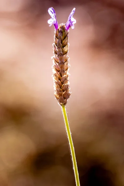 Nahaufnahme einer Lavendelpflanze — Stockfoto
