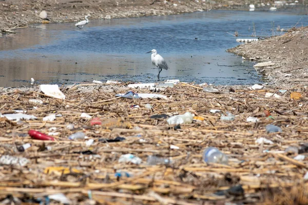 Human Rubbish Altering Ecosystems Heron Standing Channel Surrounded Garbage Mainly Royalty Free Stock Images