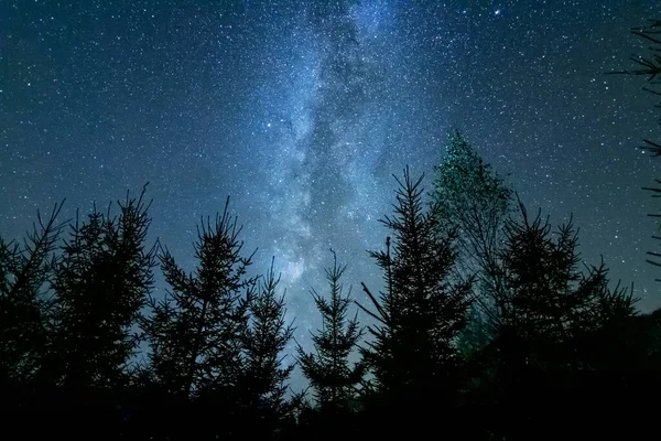 Forest Shadows Starry Sky Night Milky Way Center Stock Image