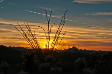 Arizona Ocotillo günbatımı