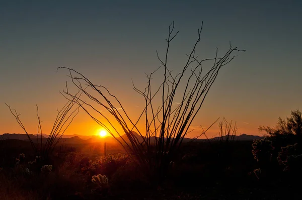 Arizona Ocotillo günbatımı