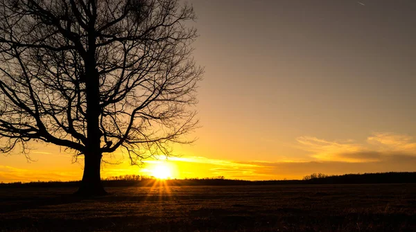 Beau Paysage Avec Coucher Soleil Arbre — Photo