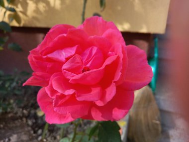 Kırmızı gül Kasım günbatımına doğru