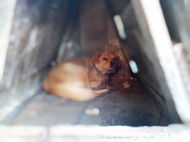 Arka planda kafesteki köpek, kapat.