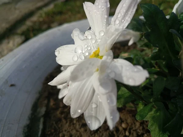 Gotas Agua Sobre Pétalos Crisantemo — Foto de Stock