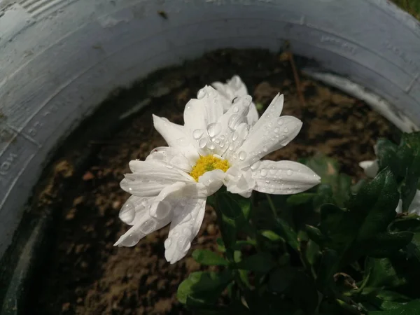 Gotas Agua Sobre Pétalos Crisantemo — Foto de Stock