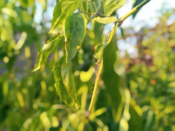 Hojas Verdes Fondo Cerca — Foto de Stock