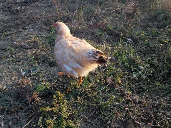Csirke Szabadban Őszi Naplementében — Stock Fotó