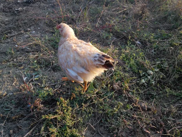 Poulet Extérieur Pendant Coucher Soleil Automne — Photo