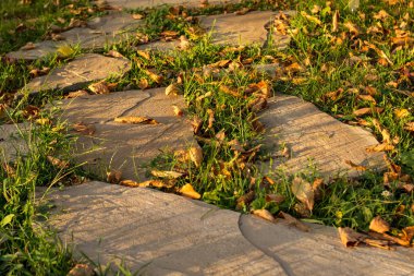 Arka planda sonbahar yaprakları