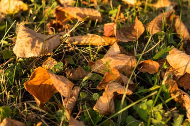 Arka planda sonbahar yaprakları