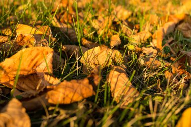Arka planda sonbahar yaprakları
