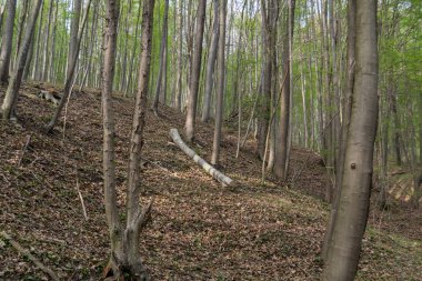 Arka planda ağaçlar olan sonbahar ormanı