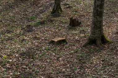 Arka planda kütük olan sonbahar ormanı