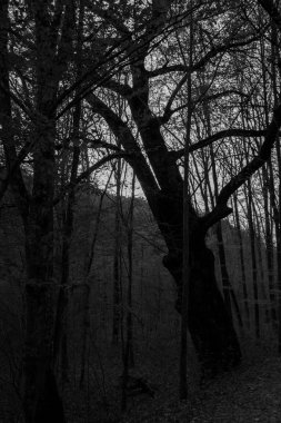 Arka planda ağaçlar olan karanlık sonbahar ormanı