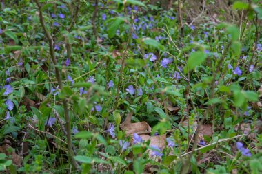 Arka planda kızılcık çiçekleri, kapatın