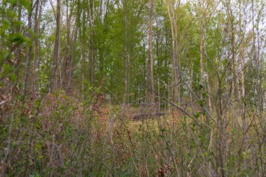 Arka planda ağaçlar olan sonbahar ormanı