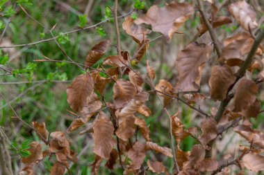 Ağaç zemininde sonbahar yaprakları