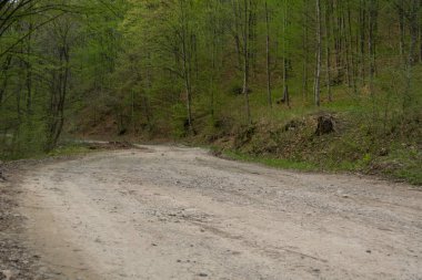Arka planda ağaçlar olan sonbahar ormanı