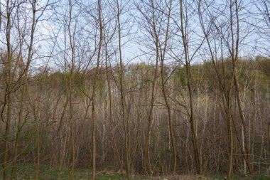 Arka planda ağaçlar olan sonbahar ormanı