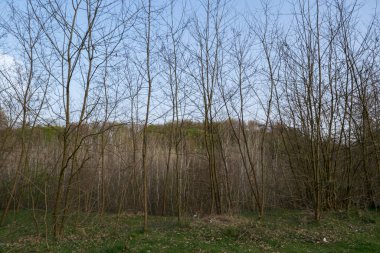 Arka planda ağaçlar olan sonbahar ormanı