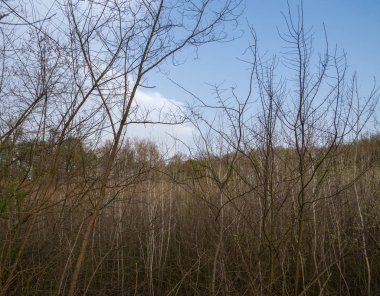 Arka planda ağaçlar olan sonbahar ormanı