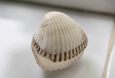 Beyaz kabuk arkaplanda açıldı, kapat