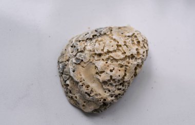 kabuk arka planda taşlaştı, kapat