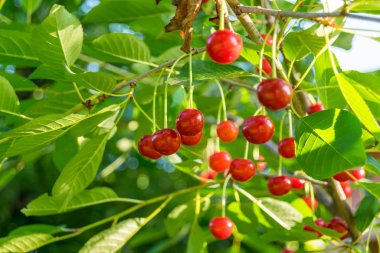 Arka plandaki dallarda olgun kirazlar