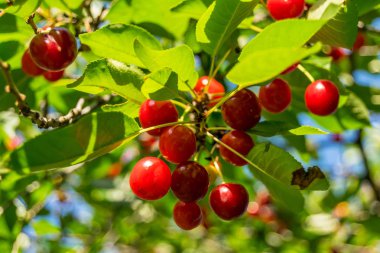 Arka plandaki dallarda olgun kirazlar