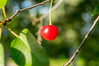 Arka plandaki dallarda olgun kiraz