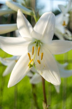 Arka planda beyaz zambak çiçekleri, kapat