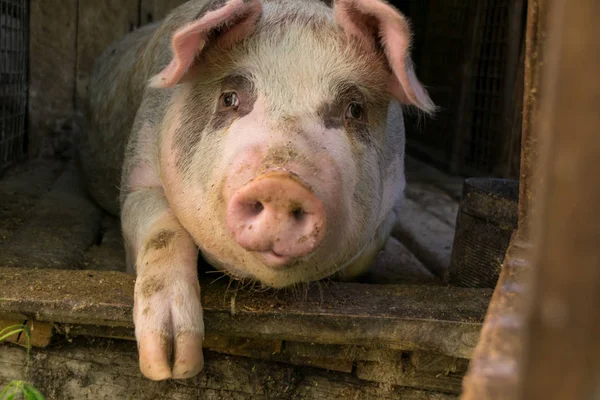 Pig Возле Деревянной Двери Backgroun — стоковое фото