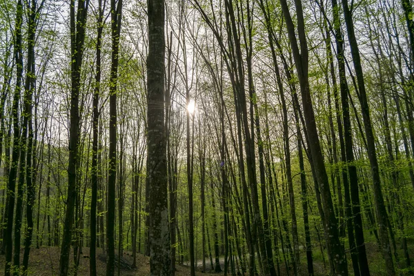 Foresta Autunnale Con Alberi Sullo Sfondo — Foto Stock