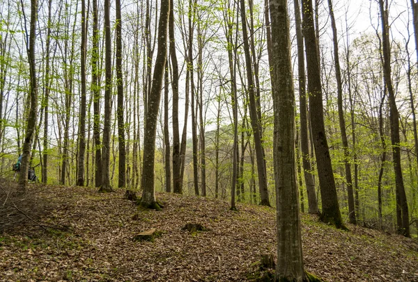 Bosque Otoño Con Árboles Fondo — Foto de Stock