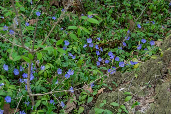 Flores Arándano Sobre Fondo Cerca — Foto de Stock