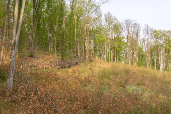 Herfst Bos Met Bomen Achtergrond — Stockfoto