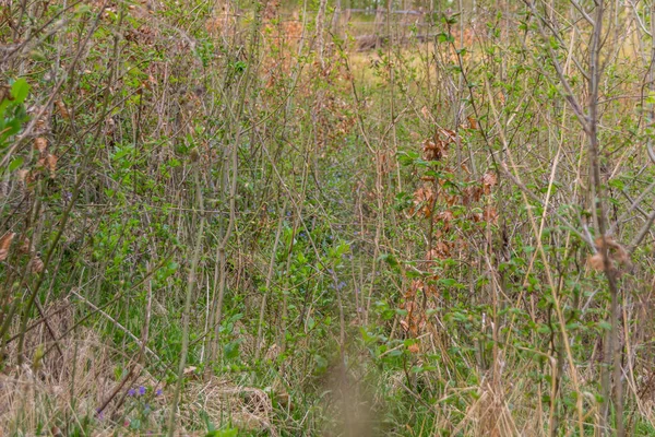 Floresta Outono Com Árvores Fundo — Fotografia de Stock