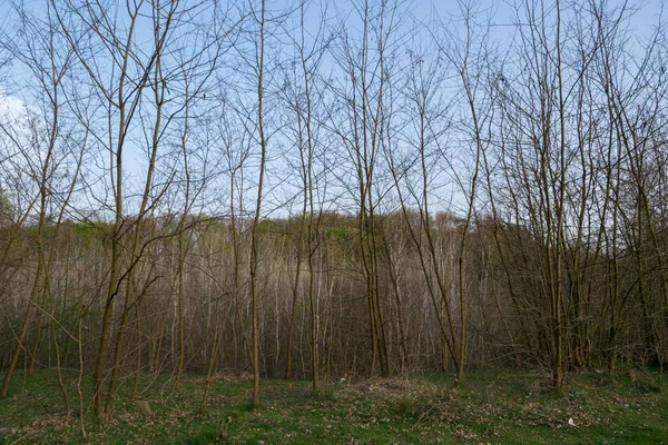 Arka planda ağaçlar olan sonbahar ormanı