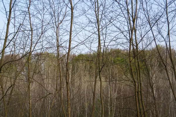 Bosque Otoño Con Árboles Fondo — Foto de Stock