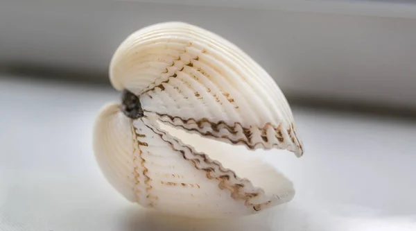 Coquille Blanche Ouverte Sur Fond Gros Plan — Photo