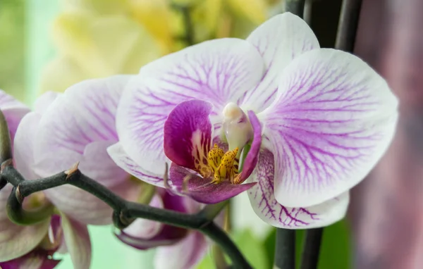 Orquídea Rosa Sobre Fondo Primer Plano —  Fotos de Stock