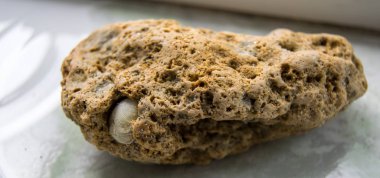 kabuk arka planda taşlaştı, kapat